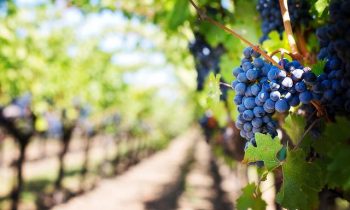 Visite des vignobles de Bordeaux à bord d’un taxi privé